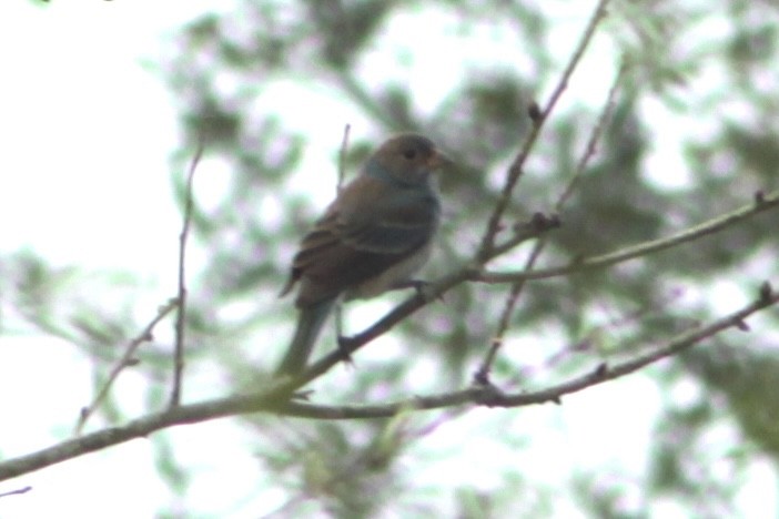 Indigo Bunting - ML652912613