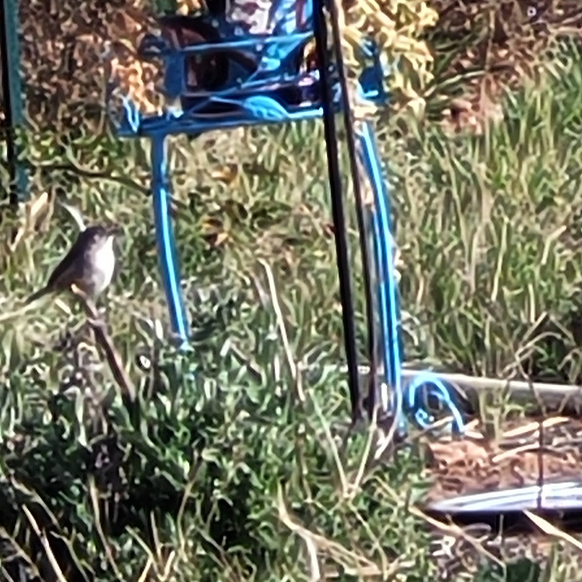 Bataklık Çıtkuşu - ML652912702