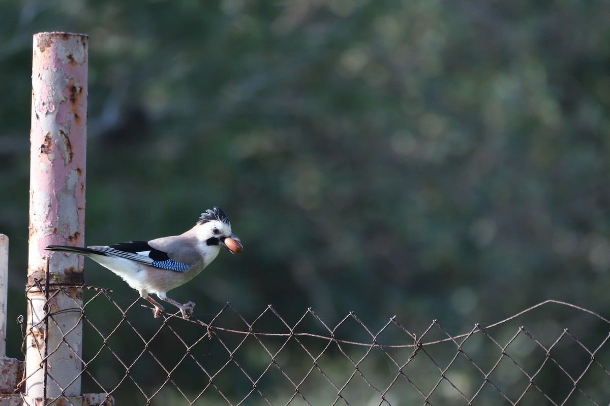 Eichelhäher - ML652912705