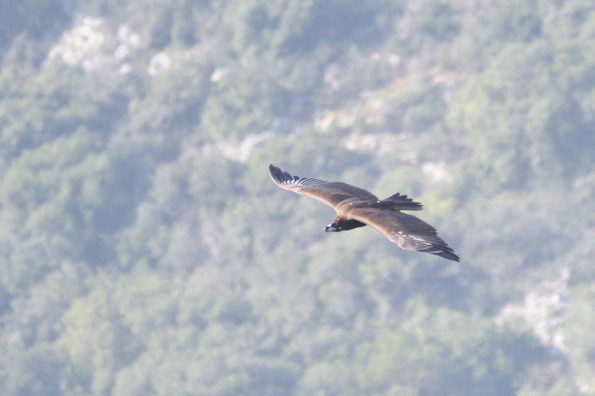 Mönchsgeier - ML652912711