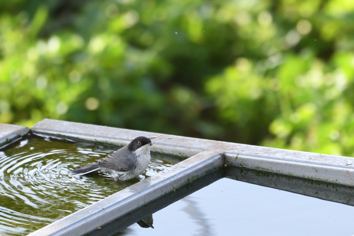 Samtkopf-Grasmücke - ML652912715