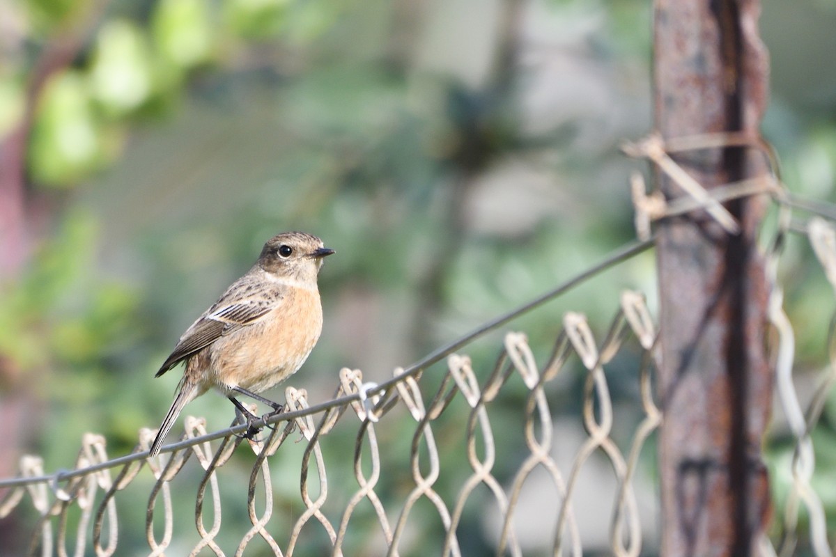 Schwarzkehlchen - ML652912721