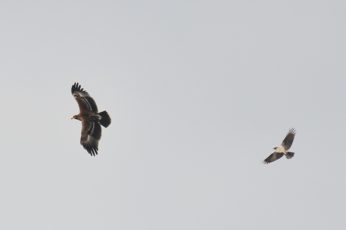 Schelladler - ML652912733