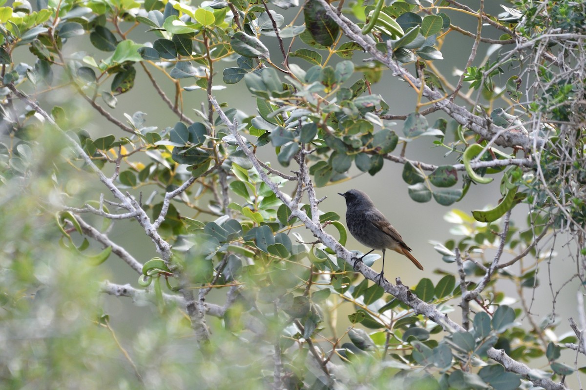 Hausrotschwanz - ML652912738