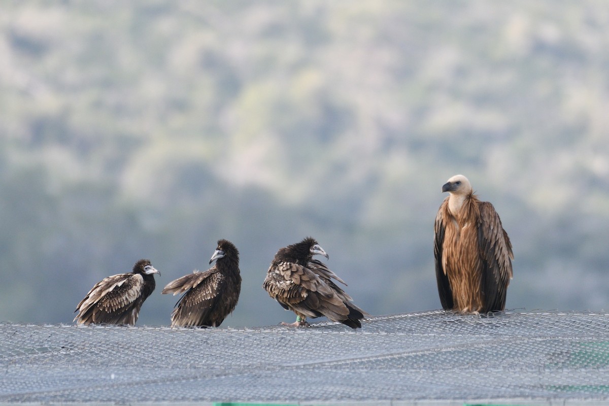 Schmutzgeier - ML652912742