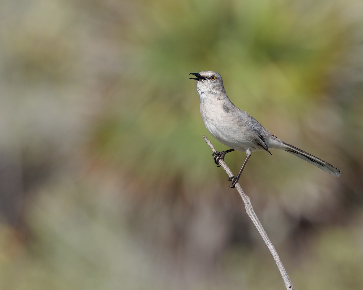 Tropical Mockingbird - ML652912868