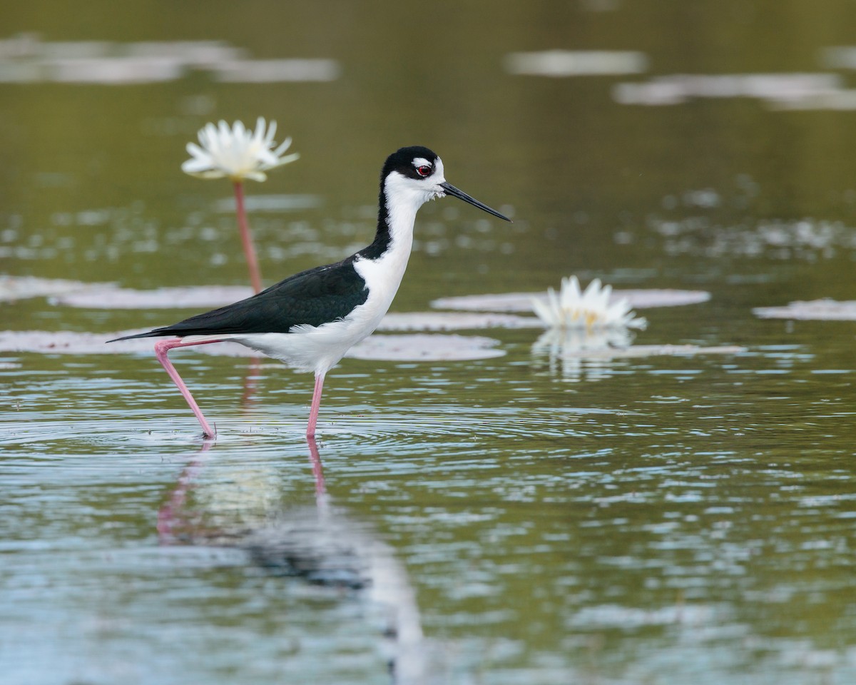 Black-necked Stilt - ML652912870