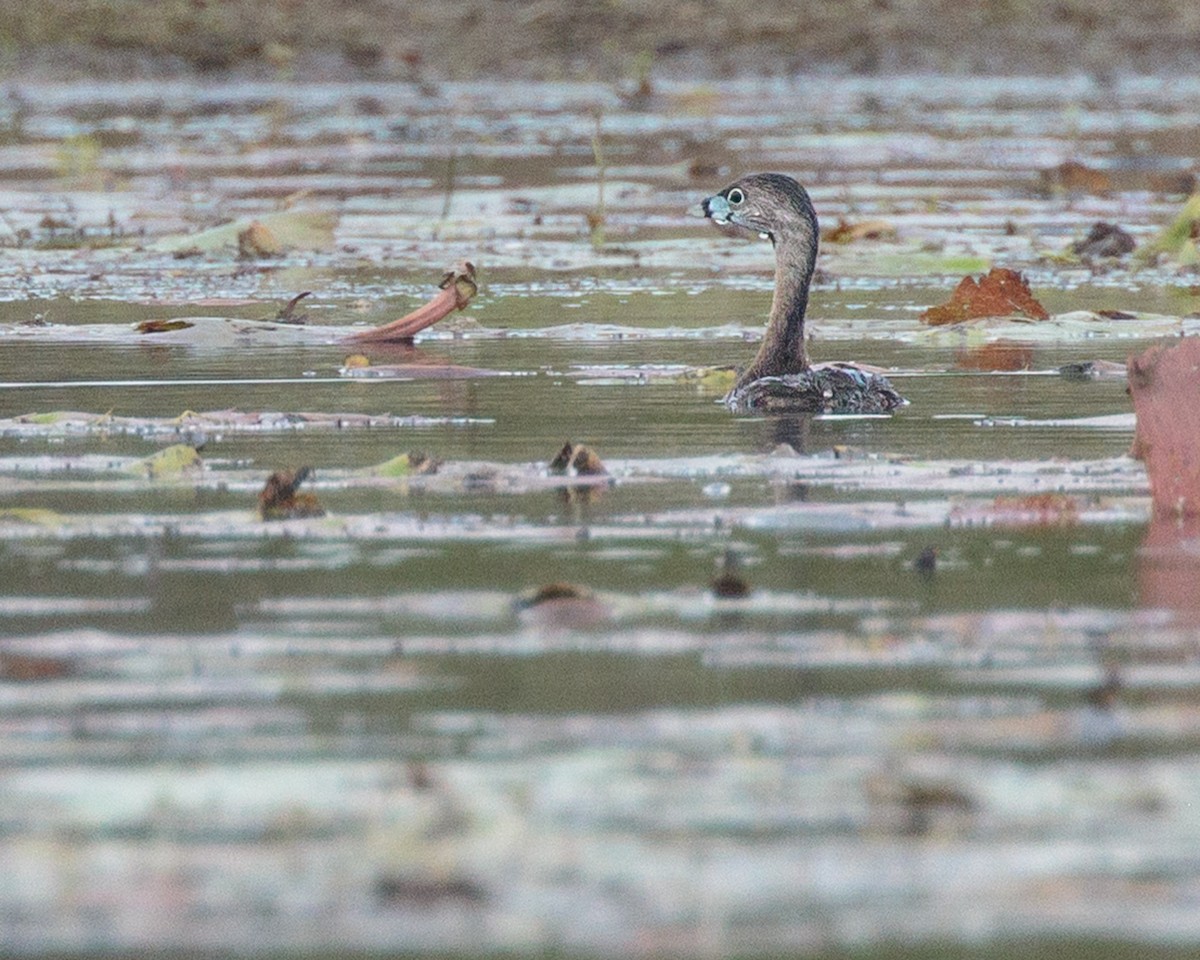 Pied-billed Grebe - ML652912873