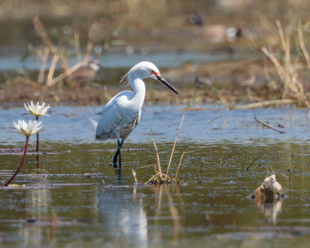 Snowy Egret - ML652912880