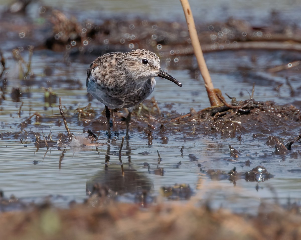 Least Sandpiper - ML652912884