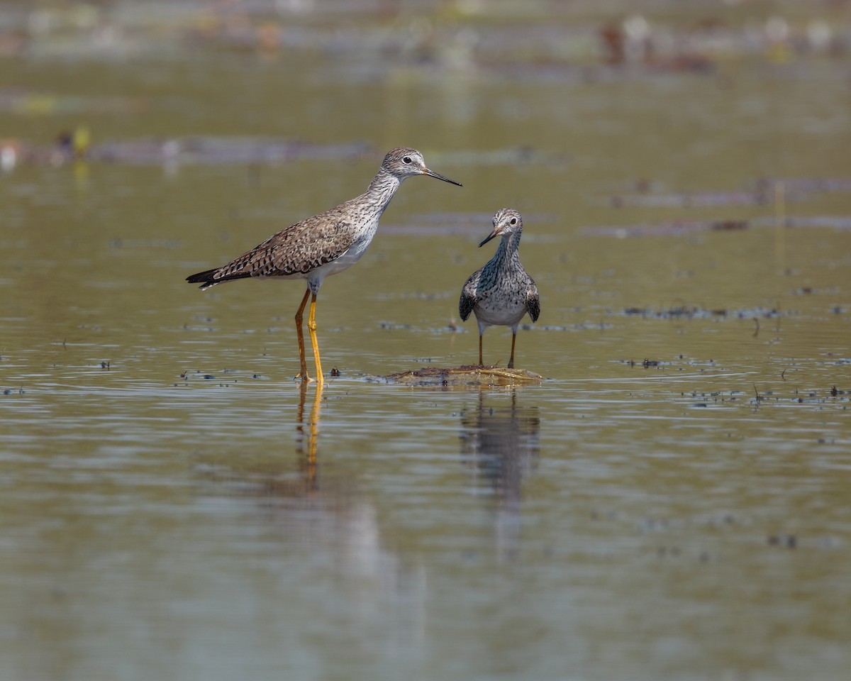 Lesser Yellowlegs - ML652912895