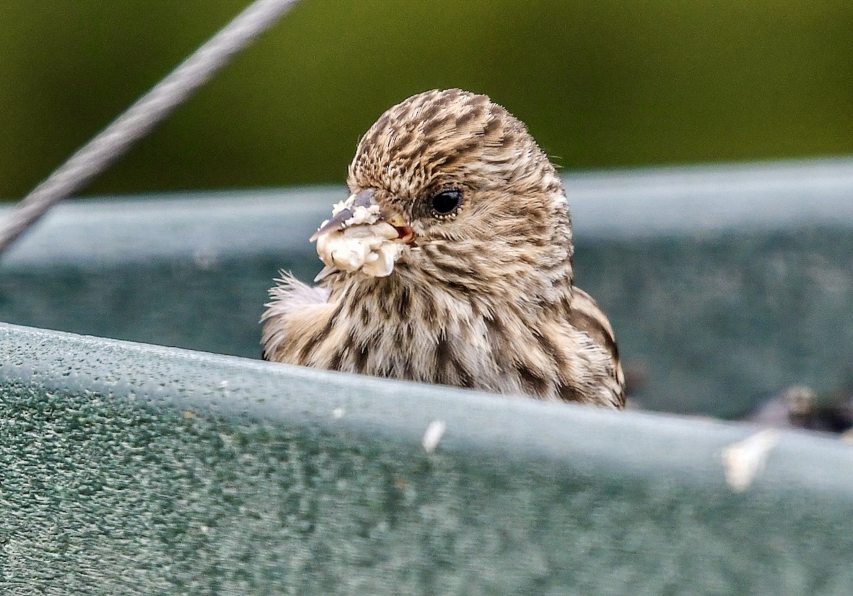 Pine Siskin - ML652913154