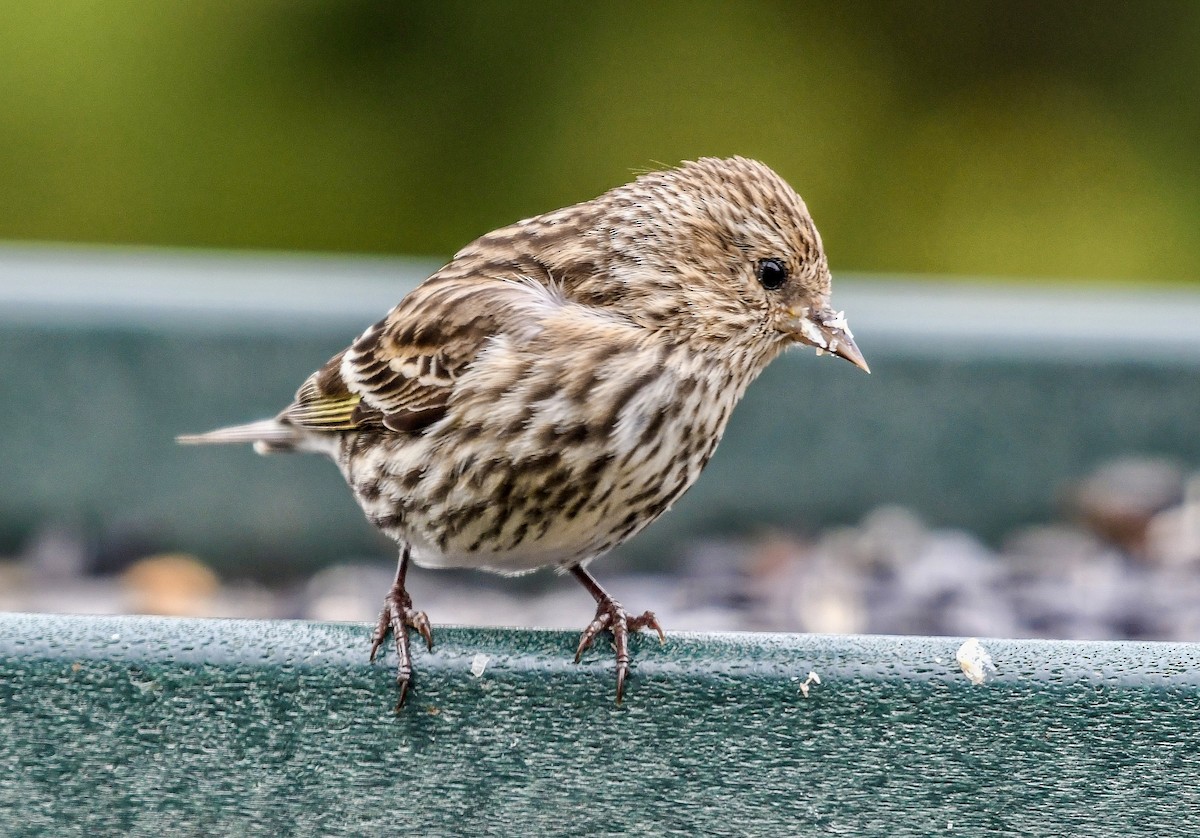 Pine Siskin - ML652913155
