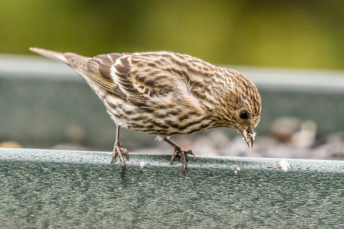 Pine Siskin - ML652913156