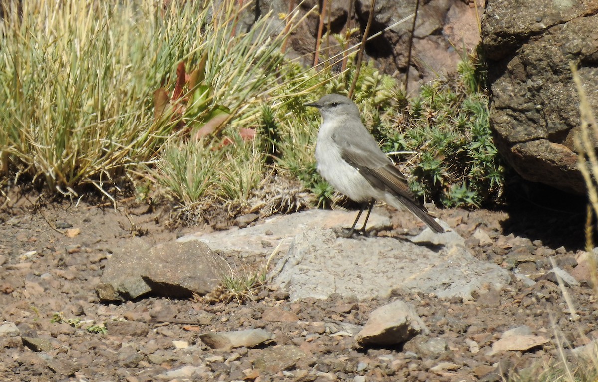 Cinereous Ground-Tyrant - ML652913224