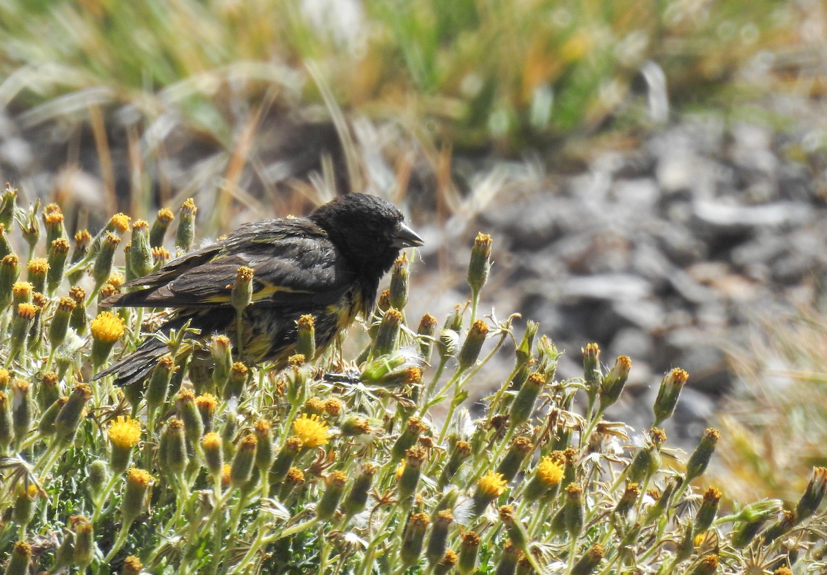 Yellow-rumped Siskin - ML652913227
