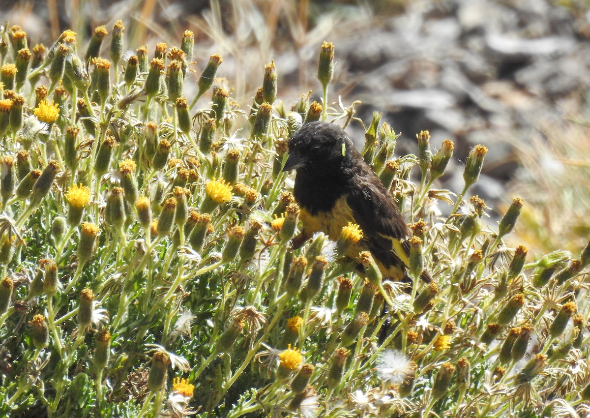 Yellow-rumped Siskin - ML652913228