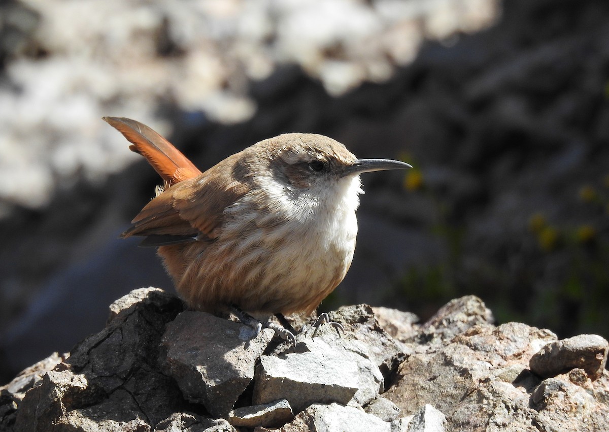 Straight-billed Earthcreeper - ML652913231