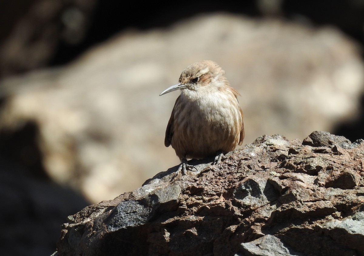 Straight-billed Earthcreeper - ML652913232