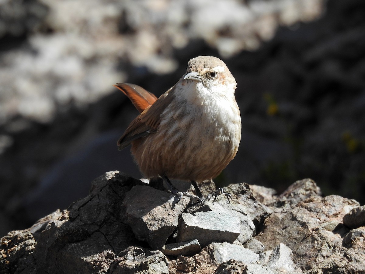 Straight-billed Earthcreeper - ML652913233
