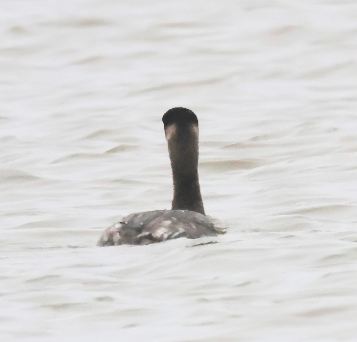 Red-necked Grebe - ML652913339