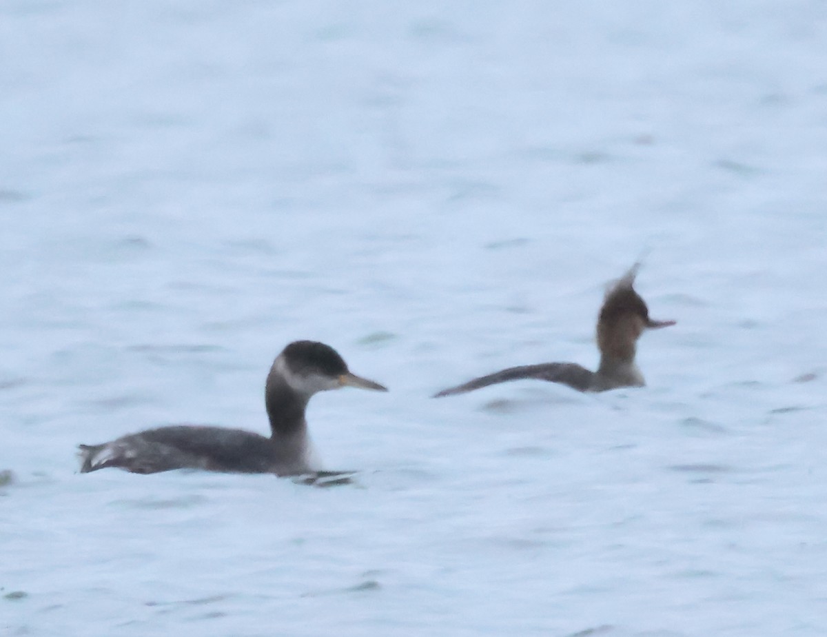 Red-necked Grebe - ML652913340