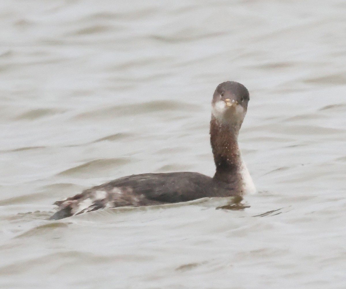 Red-necked Grebe - ML652913342