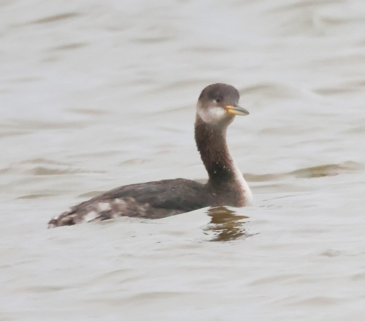 Red-necked Grebe - ML652913343