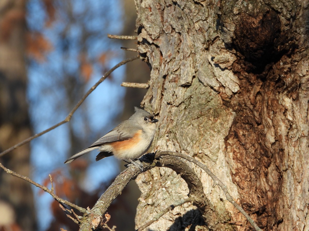 Tufted Titmouse - ML652913589