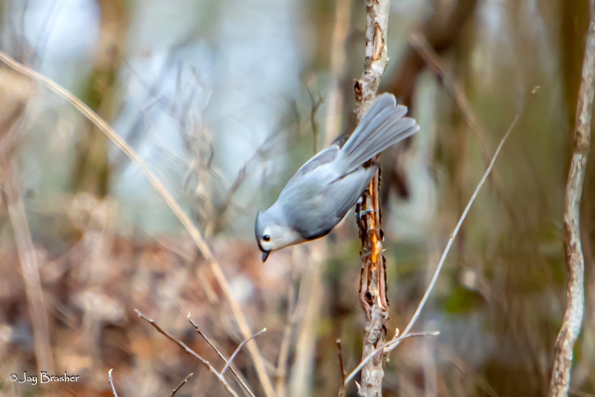 Tufted Titmouse - ML652913835