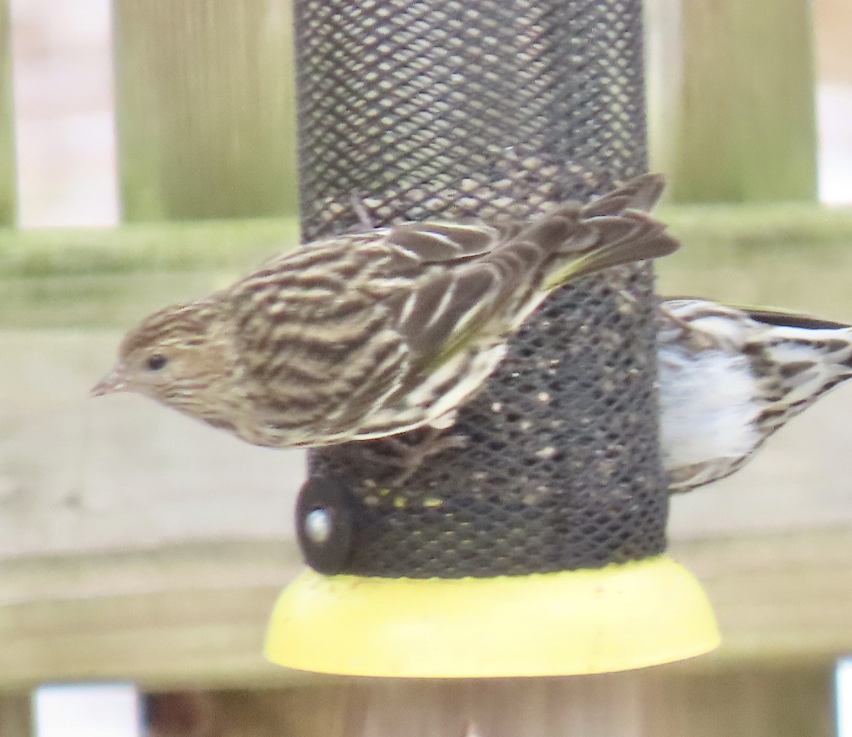 Pine Siskin - ML652913894