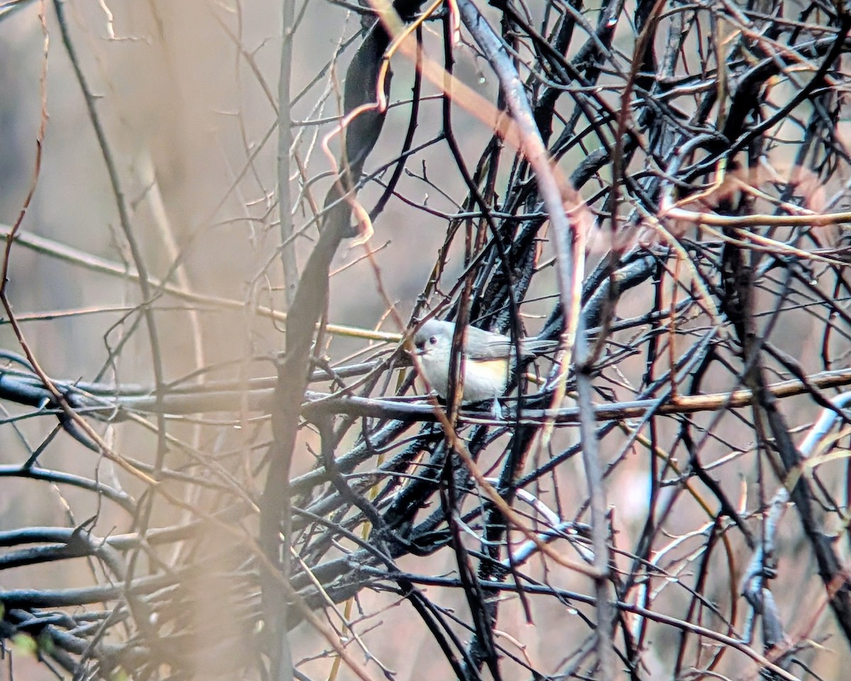 Tufted Titmouse - ML652913914