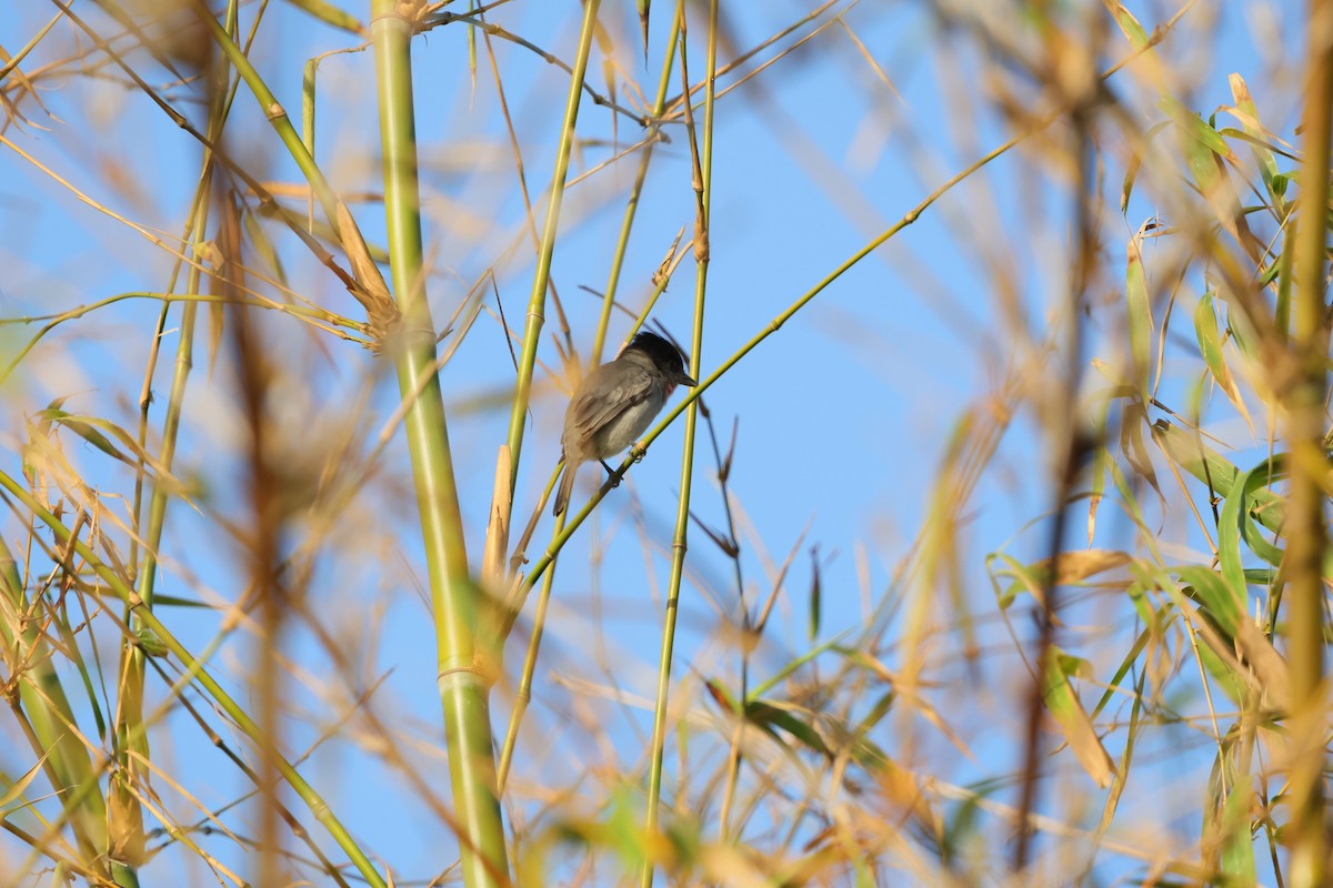 Rose-throated Becard - ML652914077