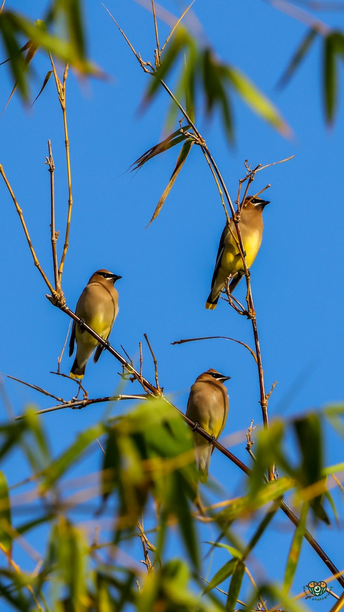 Cedar Waxwing - ML652914109