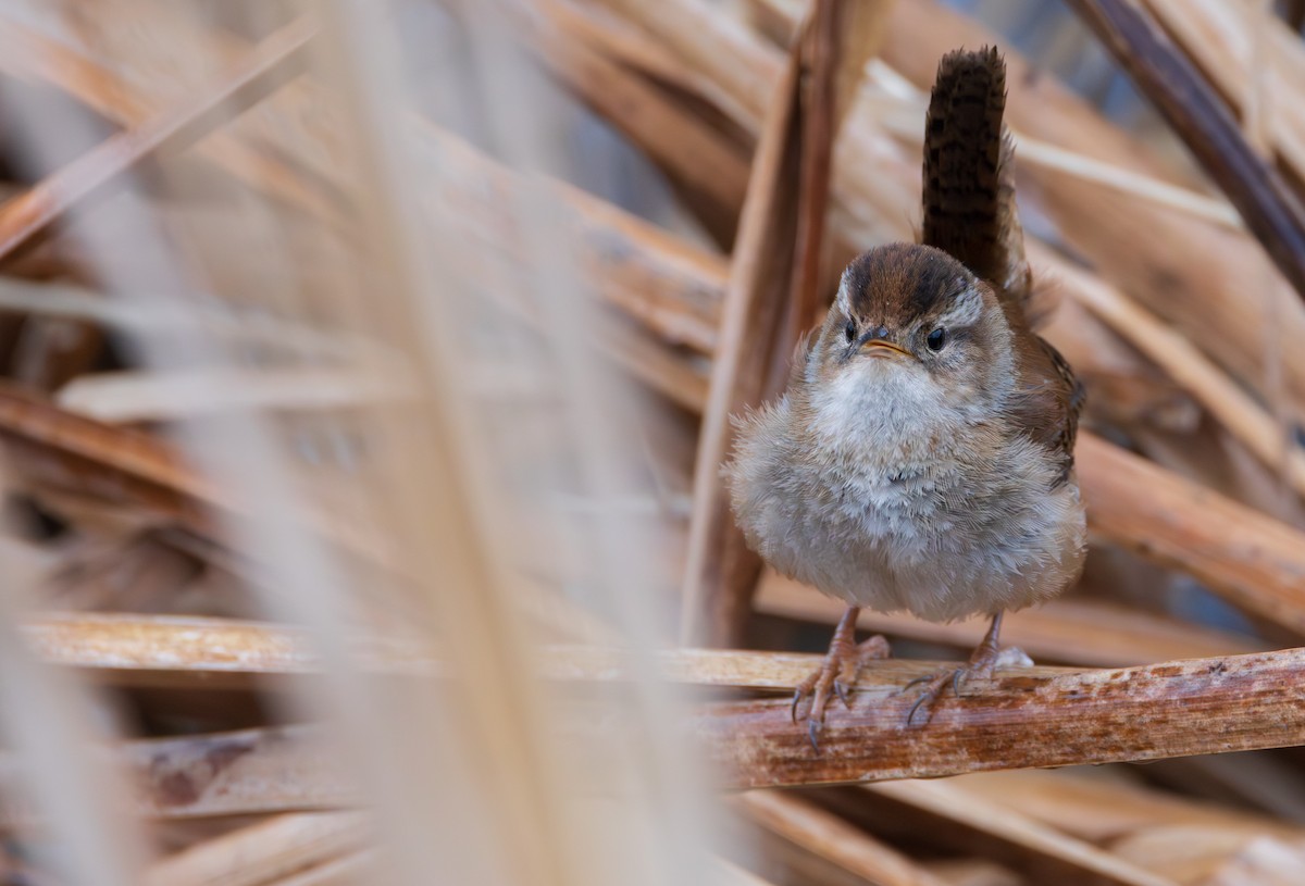 Bataklık Çıtkuşu - ML652914124