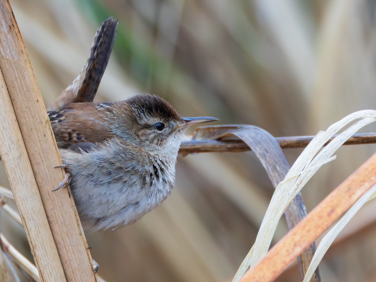 Bataklık Çıtkuşu - ML652914126