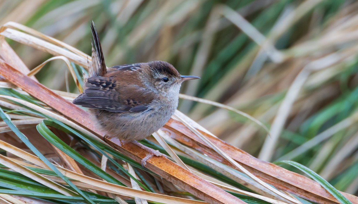 Bataklık Çıtkuşu - ML652914129