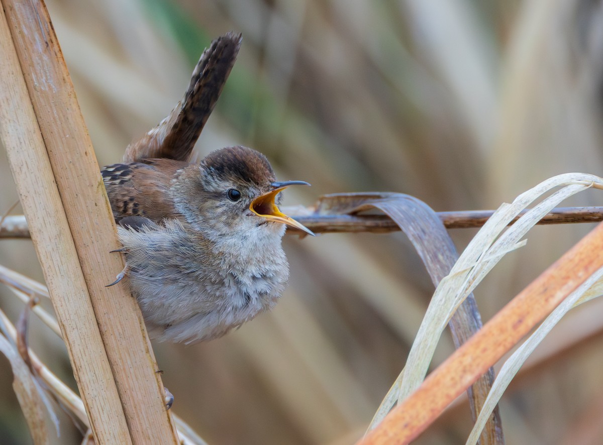 Bataklık Çıtkuşu - ML652914130