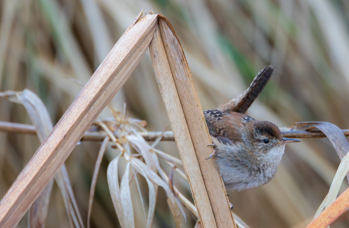 Bataklık Çıtkuşu - ML652914131