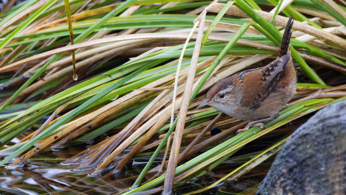 Bataklık Çıtkuşu - ML652914132