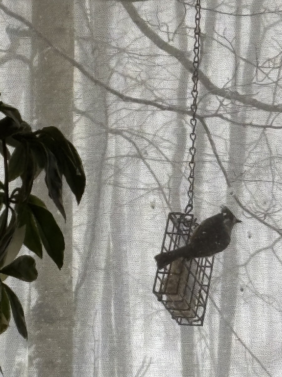 Tufted Titmouse - ML652914409