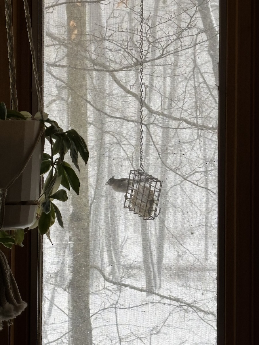 Tufted Titmouse - ML652914411