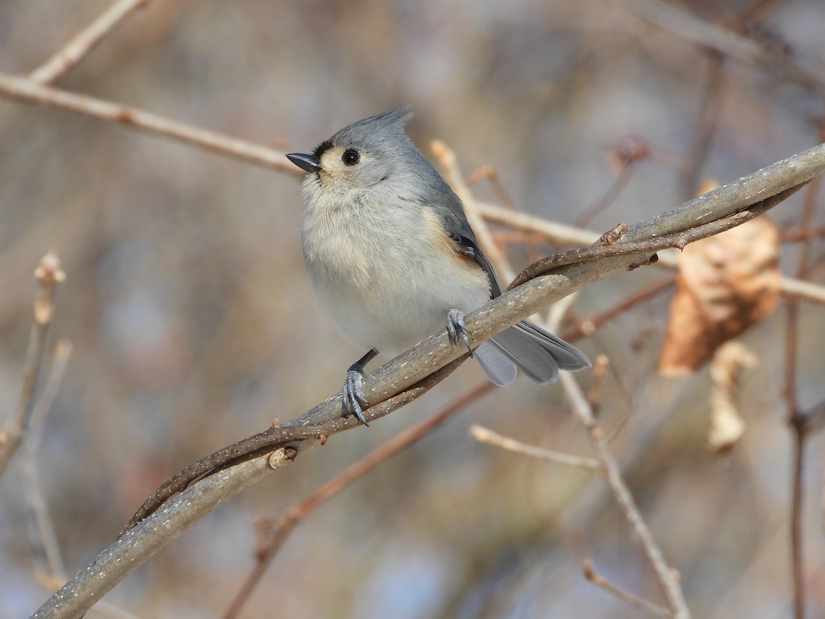 Tufted Titmouse - ML652914520