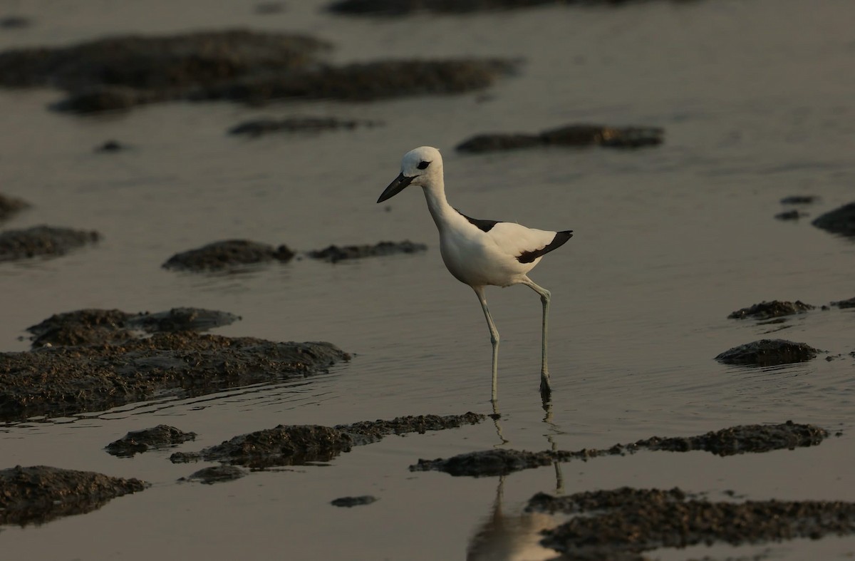 Reiherläufer - ML652914527