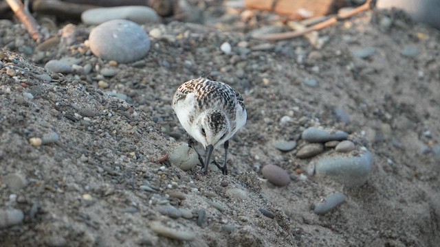 Sanderling - ML652914682