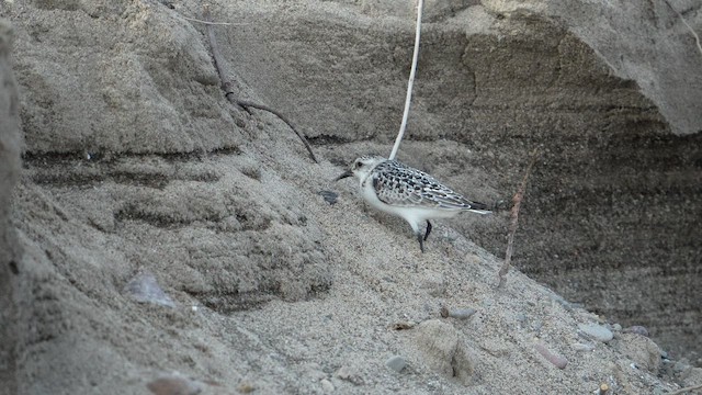 Sanderling - ML652914683
