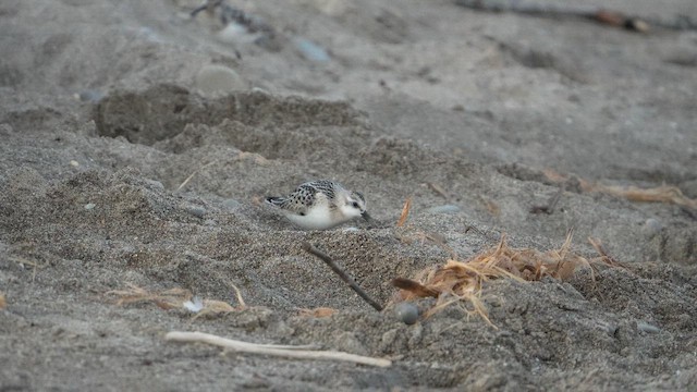 Sanderling - ML652914684