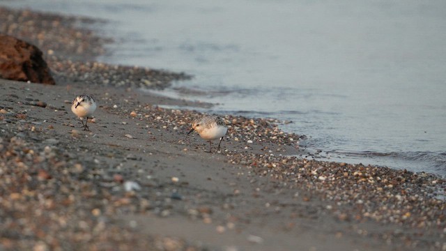 Sanderling - ML652914685