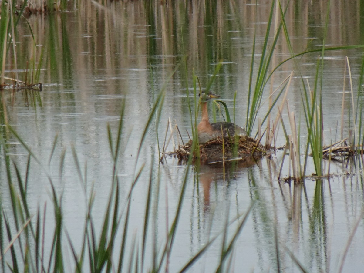 Red-necked Grebe - ML652914829