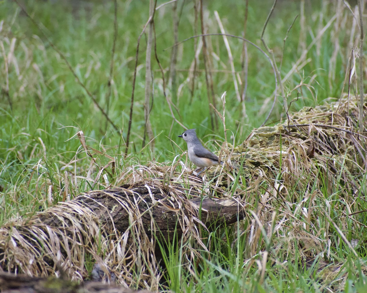 Tufted Titmouse - ML652915632